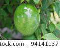 Passiflora edulis, Central American and South American exotic fruit hanging on tree, in state of maturation 94141137