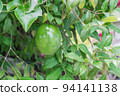 Passiflora edulis (maracuya), Central American and South American exotic fruit hanging on tree, in state of maturation 94141138
