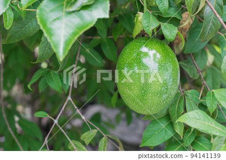 Passiflora edulis (maracuya), Central American and South American exotic fruit hanging on tree, in state of maturation 94141139