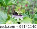 bombus atratus, pauloensis, black manganga or paramo bumblebee (abejorro negro), flower pollination in passion fruit cultivation. lives mainly in South America, side photo 94141140