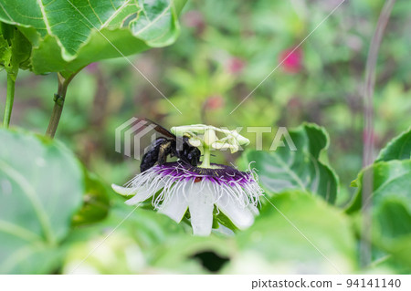 bombus atratus, pauloensis, black manganga or paramo bumblebee (abejorro negro), flower pollination in passion fruit cultivation. lives mainly in South America, side photo 94141140