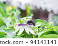 bombus atratus, pauloensis, black manganga or paramo bumblebee (abejorro negro), flower pollination in passion fruit cultivation. lives mainly in South America, side photo 94141141