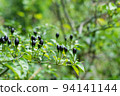 Colombian wild chili (aji chirca), usually grows in wild places in the form of a bush, cultivated mainly in South America 94141144
