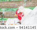 Gallus gallus domesticus, white peasant hen angry while laying an egg in a guadua henhouse in profile closeup 94141145