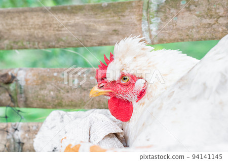 Gallus gallus domesticus, white peasant hen angry while laying an egg in a guadua henhouse in profile closeup 94141145