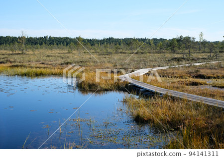 A wooden path in the National Park in Estonia among the forest and bog on a clear day 94141311