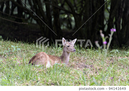 Cute red deer, Cervus elaphus, hind and fawn in nature looking aside. Cute red deer, Cervus elaphus, hind and fawn in nature looking aside. 94141649