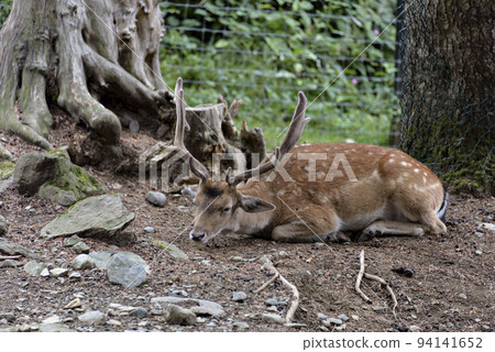 Fallow deers in La Garrotxa, Girona, Pyrenees, Spain. Europe. Fallow deers in La Garrotxa, Girona, Pyrenees, Spain. Europe. 94141652