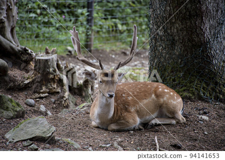 Fallow deers in La Garrotxa, Girona, Pyrenees, Spain. Europe. 94141653