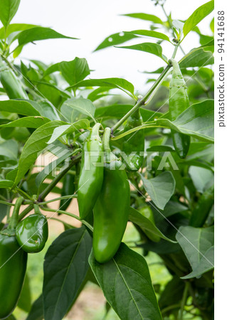 jalapeno pepper 94141688