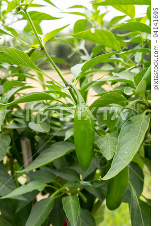 jalapeno pepper 94141695