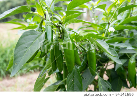 jalapeno pepper 94141696