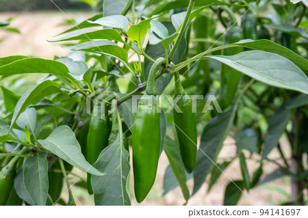 jalapeno pepper 94141697
