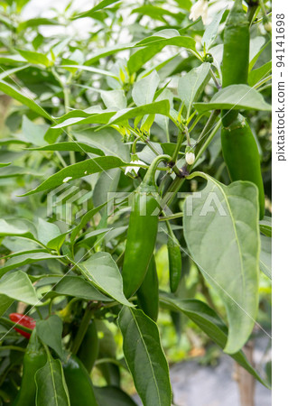 jalapeno pepper jalapeno pepper 94141698