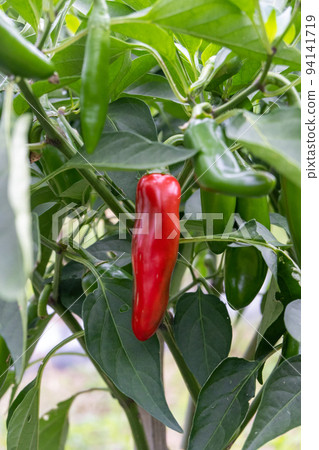 jalapeno pepper 94141719
