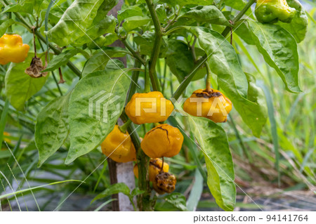 scotch bonnet scotch bonnet 94141764