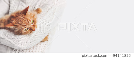 Woman in white cable-knit sweater holds ginger cat on hands. Fluffy pet with displeased face expression. Light banner with copy space. Woman in white cable-knit sweater holds ginger cat on hands. Fluffy pet with displeased face expression. Light banner with copy space. 94141833