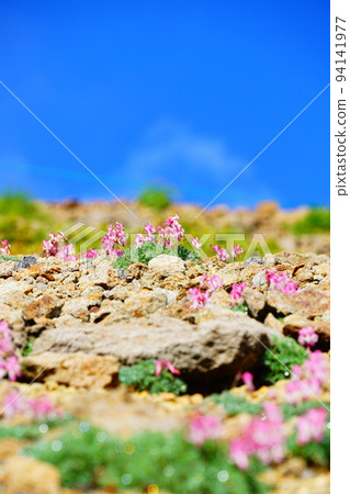 Cormora of Norikura-dake 94141977