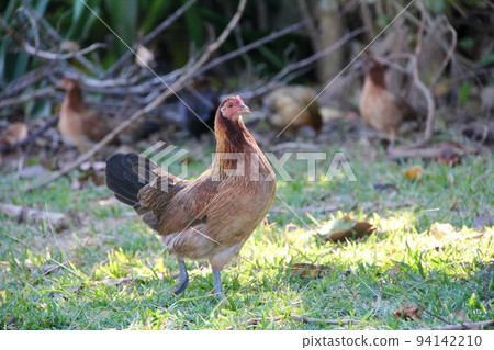 Free-roaming chicken chicken 94142210