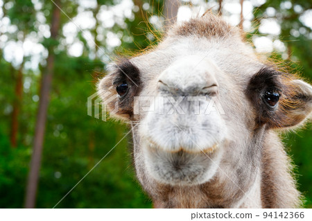 camel portrait. Arabian brown Camel Face Close-up camel portrait. Arabian brown Camel Face Close-up 94142366