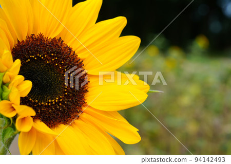 sunflowers close up. Black and yellow striped bee, honey bee, pollinating sunflowers close up sunflowers close up. Black and yellow striped bee, honey bee, pollinating sunflowers close up 94142493