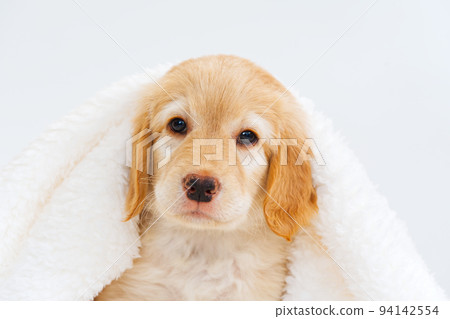 Cute Golden puppy on white background. Hovawars breed. cute young puppy 94142554