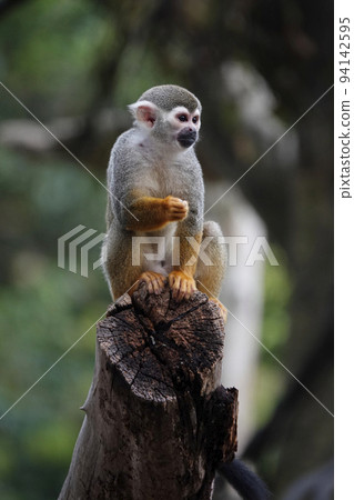Squirrel monkey Squirrel monkey 94142595