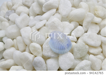 Seashell 94142765
