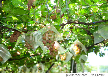 grapes waiting to ripen grapes waiting to ripen 94142985