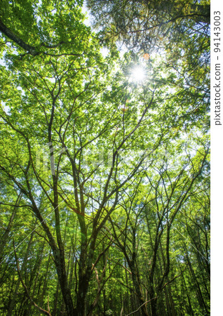 清新的森林陽光透過樹葉過濾 94143003