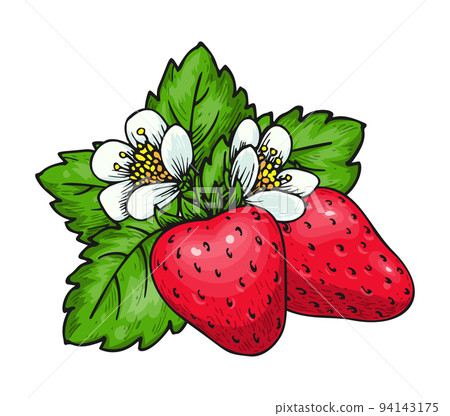 Strawberry bunch of two red berries green leaves and blooming flowers. Ripe wild forest berry. Farm fresh eco food. Juicy sweet strawberries isolated on white for poster, fruit emblem, farmers market 94143175