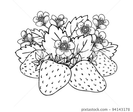 Sweet strawberry hand drawn sketch. Forest berries bundle. Coloring book line art of healthy fresh farm organic berry harvest. Blossom bush with juicy strawberries, flowers and leaves closeup Sweet strawberry hand drawn sketch. Forest berries bundle. Coloring book line art of healthy fresh farm organic berry harvest. Blossom bush with juicy strawberries, flowers and leaves closeup 94143178
