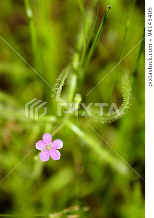 Nagabanoishimochiso/垂直組合 94143406