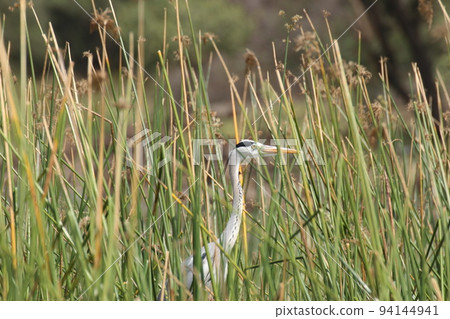 gray heron in the grass 94144941