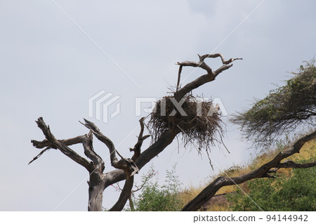 Giant bird's nest found at Lake Bogoria Giant bird's nest found at Lake Bogoria 94144942