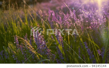Lilac wildflowers illuminated by the sunlight of the sun. Background of flowers and green grass. Nature. Lilac wildflowers illuminated by the sunlight of the sun. Background of flowers and green grass. Nature. 94145144