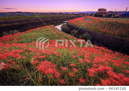 半田市：矢勝川畔盛開的孤挺花 94145188