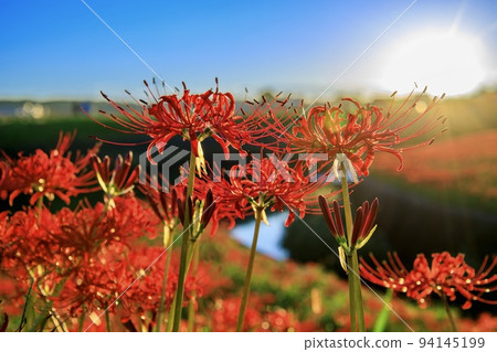 半田市：矢勝川畔盛開的孤挺花 94145199