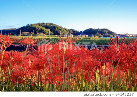 半田市:矢勝川畔盛開的孤挺花 半田市:矢勝川畔盛開的孤挺花 94145237