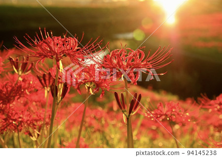 半田市:矢勝川畔盛開的孤挺花 半田市:矢勝川畔盛開的孤挺花 94145238