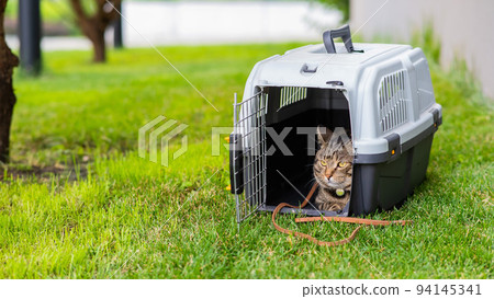 Gray tabby cat lies in a carrier on green grass outdoors.  94145341