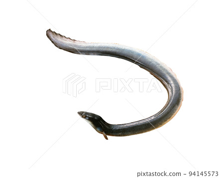鰻魚,鰻魚,鰻魚 鰻魚,鰻魚,鰻魚 94145573