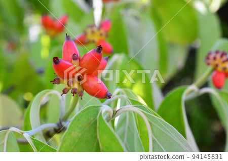 Dogwood fruit 94145831