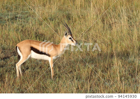 Thomson's Gazelle in Masai Mara 94145930
