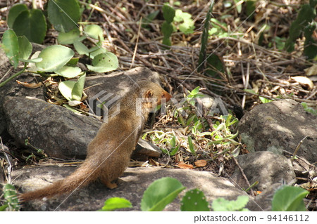 A pygmy mongoose that has taken up residence on the lodge grounds A pygmy mongoose that has taken up residence on the lodge grounds 94146112