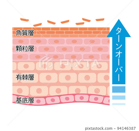 皮膚橫截面周轉的說明性插圖 皮膚橫截面周轉的說明性插圖 94146387