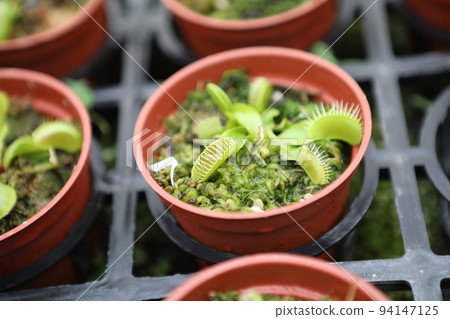 carnivorous plant carnivorous plant 94147125