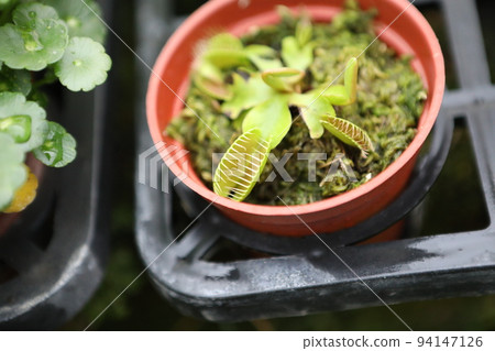 carnivorous plant carnivorous plant 94147126