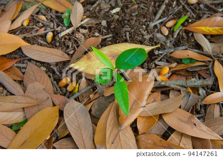 Fallen leaves, sprouts and acorns Fallen leaves, sprouts and acorns 94147261