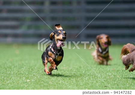 Miniature dachshund playing in a dog run Miniature dachshund playing in a dog run 94147282